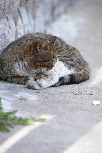 通りの舗装の上に横たわるホームレス猫 — ストック写真