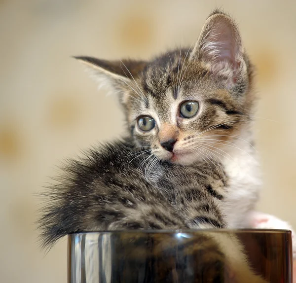 Kotek w filiżance — Zdjęcie stockowe