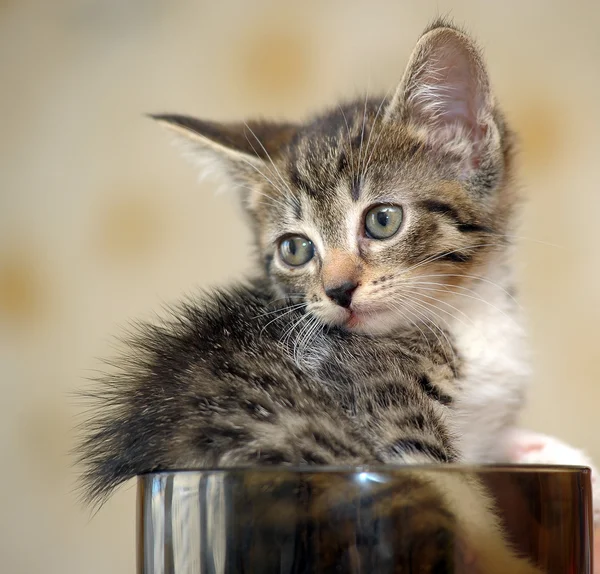 Gatinho em um copo — Fotografia de Stock