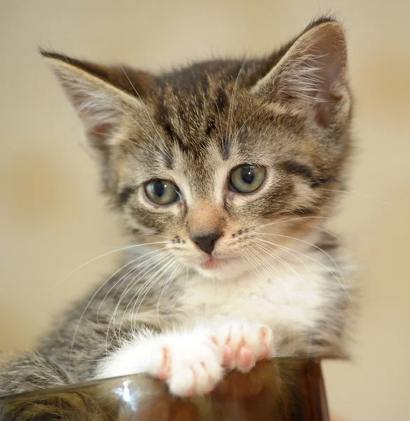在一杯中的小猫 — 图库照片
