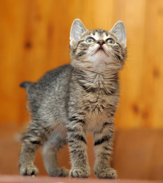 Small striped kitten — Stock Photo, Image