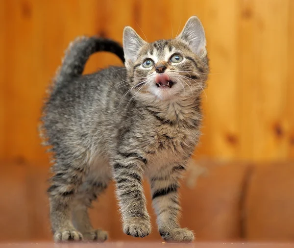 Small striped kitten — Stock Photo, Image