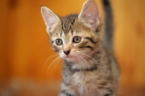 小条纹小猫 — 图库照片