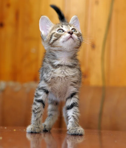 Маленький полосатый котёнок — стоковое фото