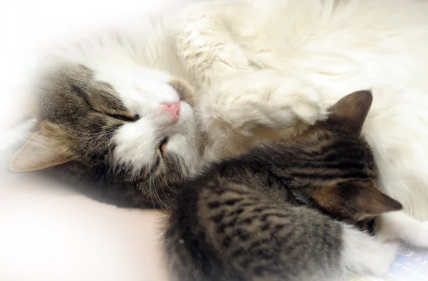 Katten ligger med kattungen — Stockfoto