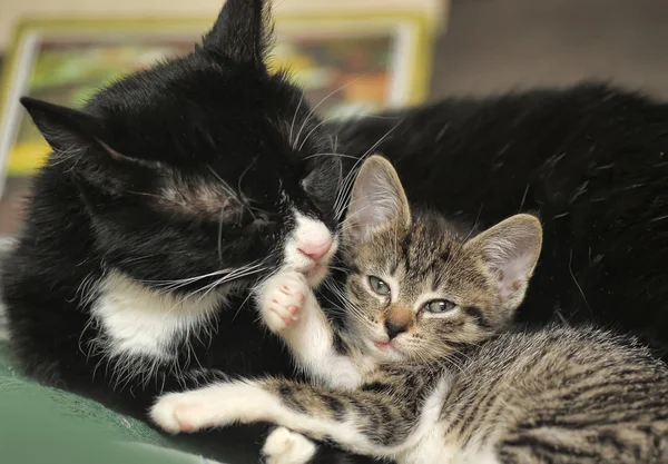 Gato se encuentra con el gatito — Foto de Stock