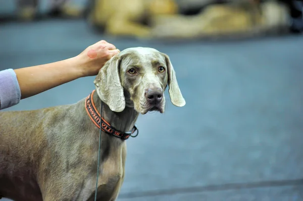 Weimaraner. — Fotografia de Stock