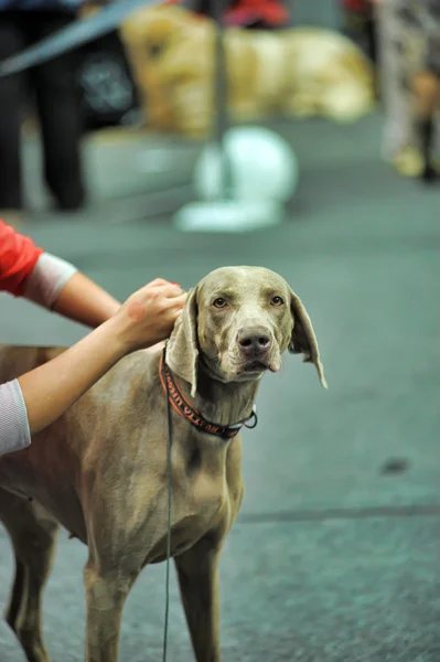 Weimaraner — Stok fotoğraf