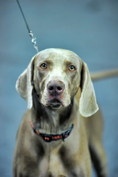 Weimaraner — Stok fotoğraf