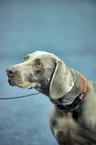 Weimaraner. — Fotografia de Stock