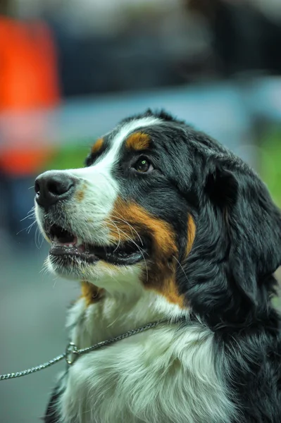 Cane di montagna bernese — Foto Stock