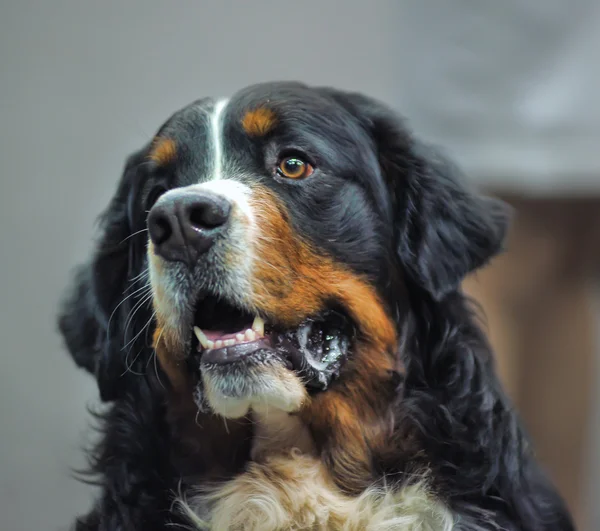 Cane di montagna bernese — Foto Stock