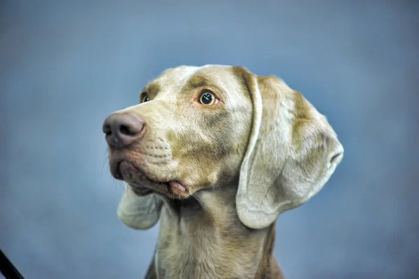 Weimaraner — Stock Photo, Image