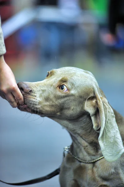 Weimaraner. — Fotografia de Stock