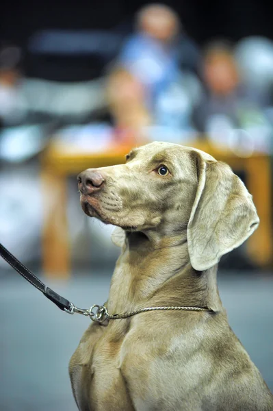 Weimaraner — Stock Photo, Image