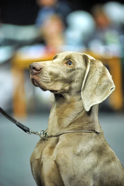 Weimarse staande hond — Stockfoto