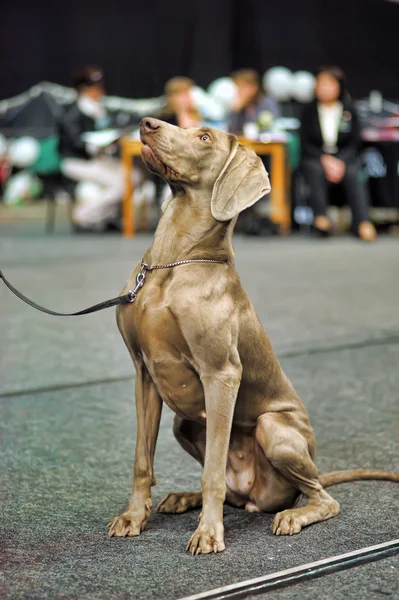 Weimaraner — Stok fotoğraf