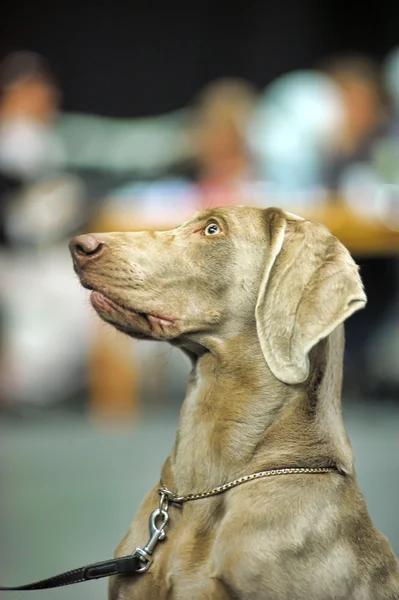 Weimaraner — Stok fotoğraf