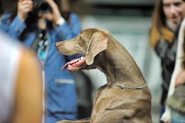 Weimaraner. — Fotografia de Stock