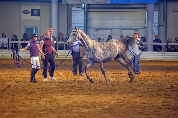 Výstava mezinárodní koně — Stock fotografie