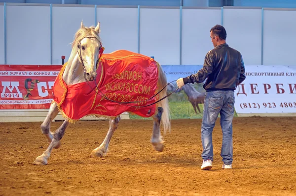 International Horse Exhibition — Stock Photo, Image