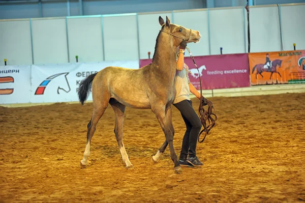 Kansainvälinen hevosnäyttely — kuvapankkivalokuva