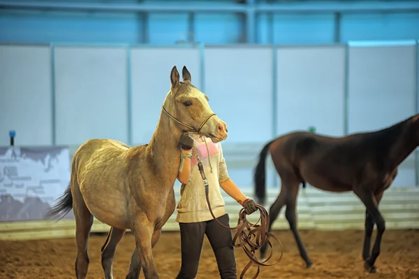 International Horse Exhibition — Stock Photo, Image