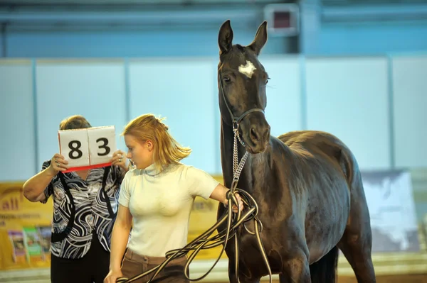 Internationell häst utställning — Stockfoto