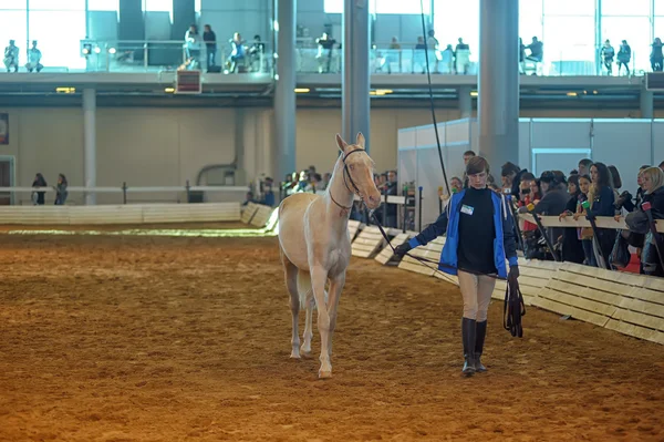Exposição Internacional de Cavalos — Fotografia de Stock