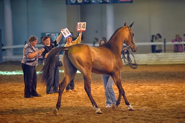 Wystawa Międzynarodowa konia — Zdjęcie stockowe