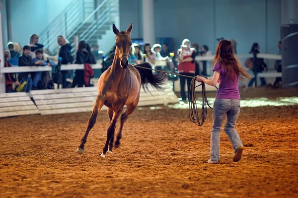 International Horse Exhibition — Stock Photo, Image