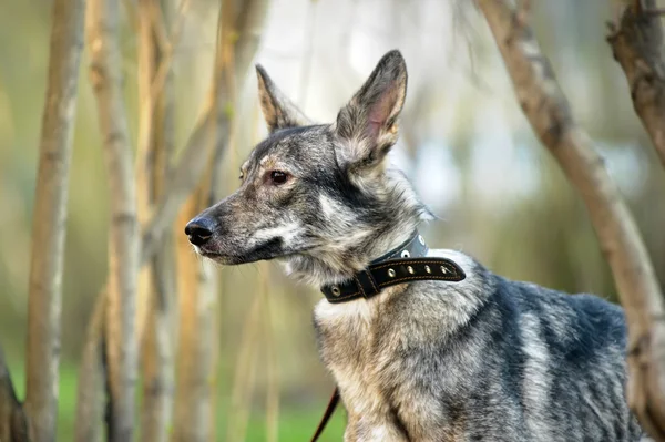 Gray mongrel dog — Stock Photo, Image