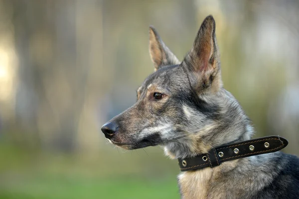 Gray mongrel dog — Stock Photo, Image