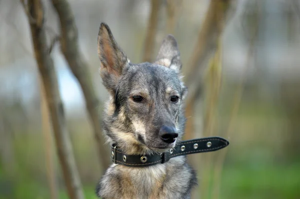 Grauer Mischlingshund — Stockfoto