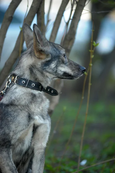 Grauer Mischlingshund — Stockfoto