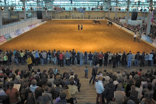 Internationale Pferdeausstellung — Stockfoto