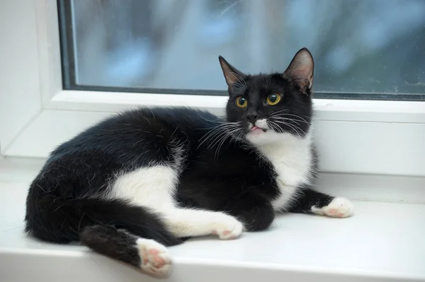 Gato preto e branco em um peitoril da janela — Fotografia de Stock