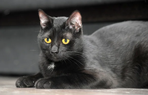 Gato preto gracioso — Fotografia de Stock