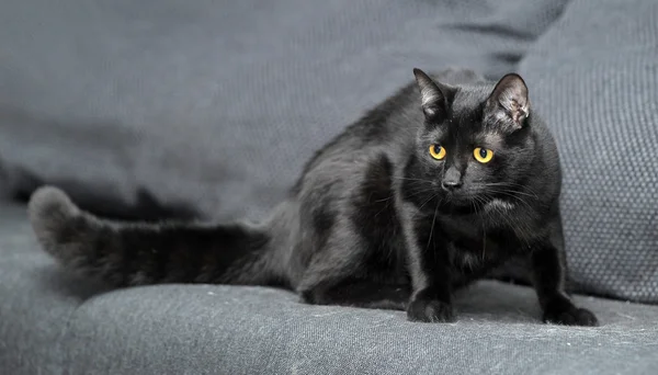 Zarif siyah kedi — Stok fotoğraf