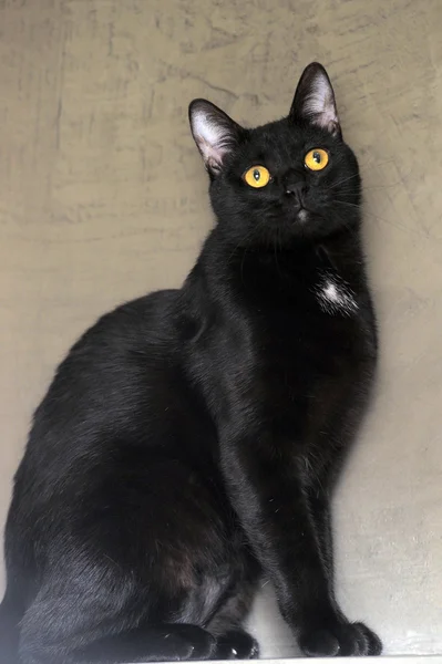 Elegantní černá kočka — Stock fotografie
