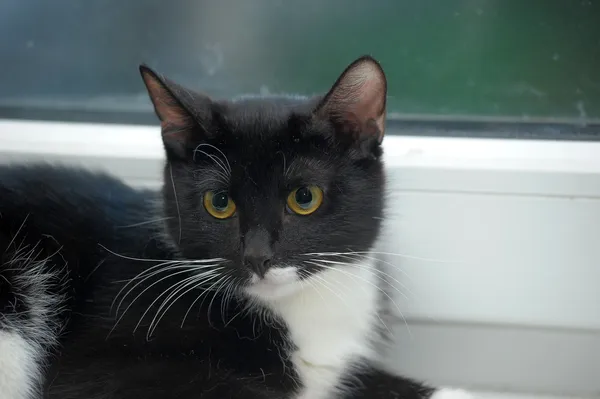 Gato preto e branco em um peitoril da janela — Fotografia de Stock