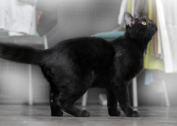 Graceful black cat — Stock Photo, Image