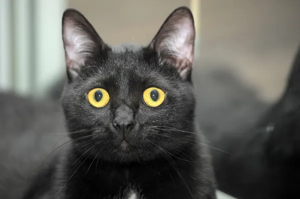 Gato negro agraciado — Foto de Stock