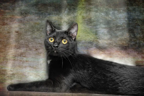 Грациозная чёрная кошка — стоковое фото