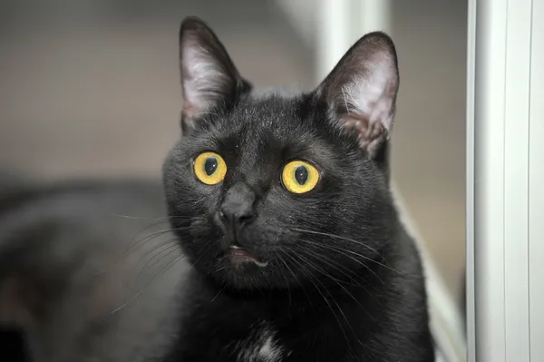 Graciösa svart katt — Stockfoto