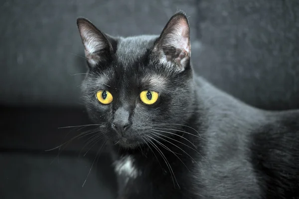 Sierlijke zwarte kat — Stockfoto