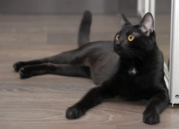 Sierlijke zwarte kat — Stockfoto