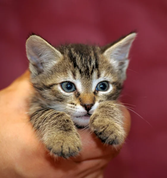 Randig kattunge i armar — Stockfoto