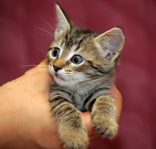 Gatito rayado en brazos —  Fotos de Stock