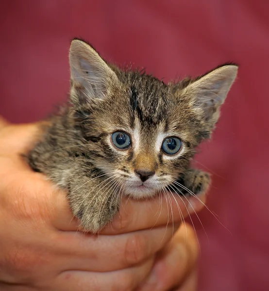 Striped kitten in arms — Stock Photo, Image